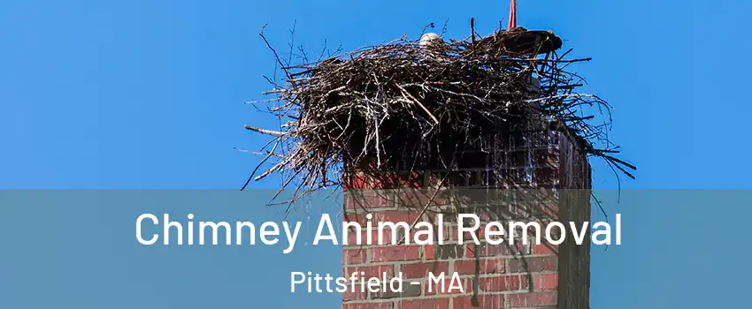 Chimney Animal Removal Pittsfield - MA