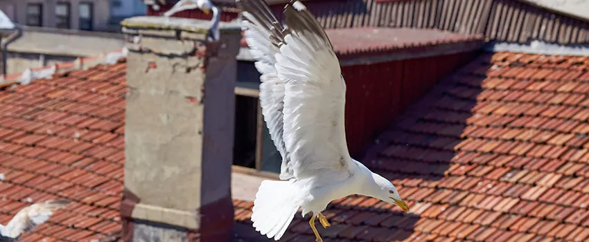 Residential Chimney Animal Removal Solution in Pittsfield, MA