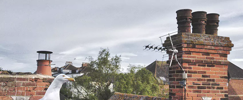 Chimney Cleaning And Restoration in Pittsfield, Massachusetts